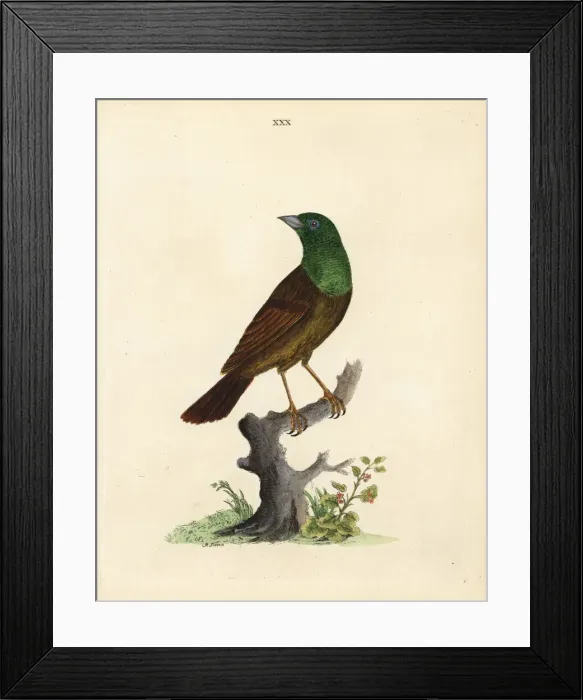 Framed Print : Variant of the ortolan or yellowhammer? Framed Print : Variant of the ortolan or yellowhammer?