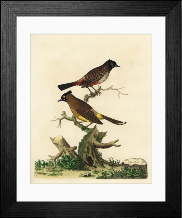 Framed Print : Red-vented bulbul and white-spectacled bulbul Framed Print : Red-vented bulbul and white-spectacled bulbul