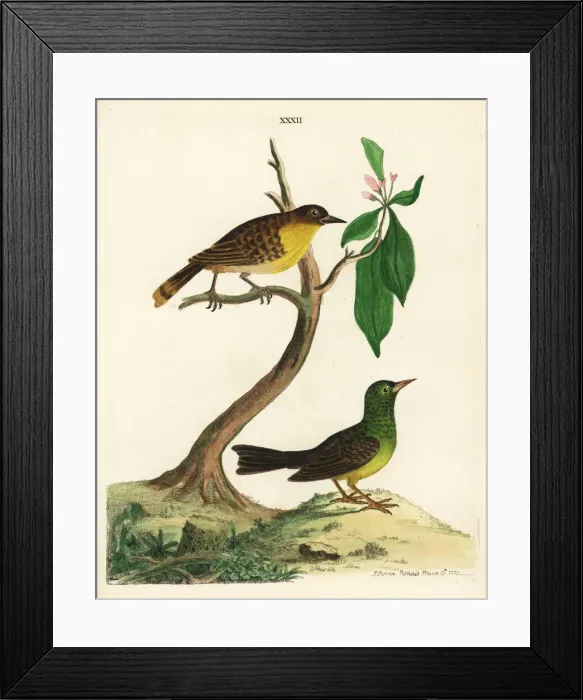 Framed Print : Black-capped bulbul, Pycnonotus melanicterus Framed Print : Black-capped bulbul, Pycnonotus melanicterus