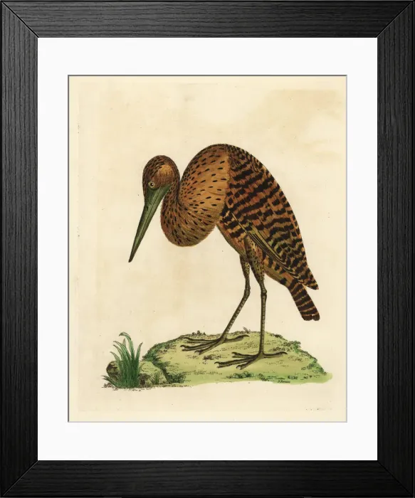Framed Print : South American or pinnated bittern, Botaurus pinnatus Framed Print : South American or pinnated bittern, Botaurus pinnatus
