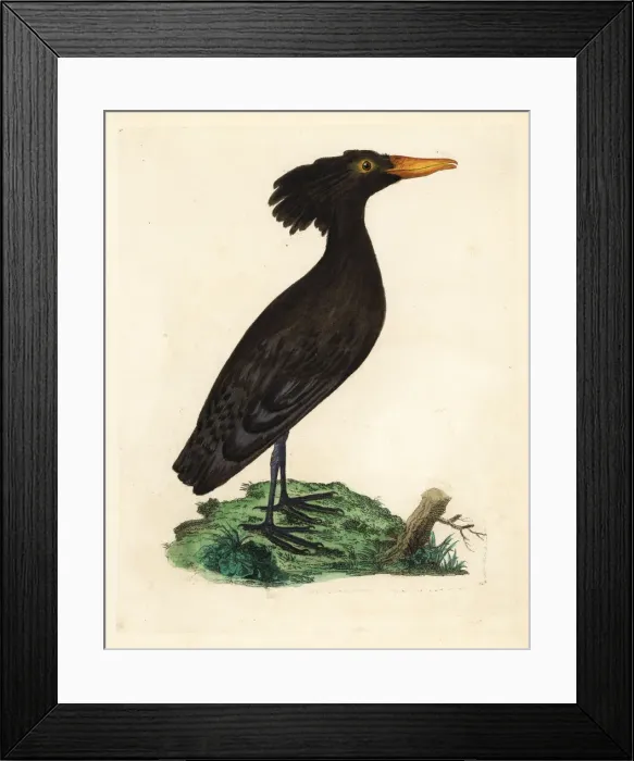 Framed Print : Hamerkop or umbre, Scopus umbretta Framed Print : Hamerkop or umbre, Scopus umbretta