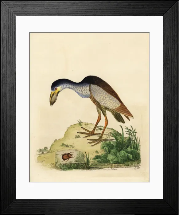 Framed Print : Boat-billed heron, Cochlearius cochlearius Framed Print : Boat-billed heron, Cochlearius cochlearius