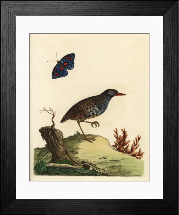 Framed Print : Eastern water rail, Rallus indicus Framed Print : Eastern water rail, Rallus indicus