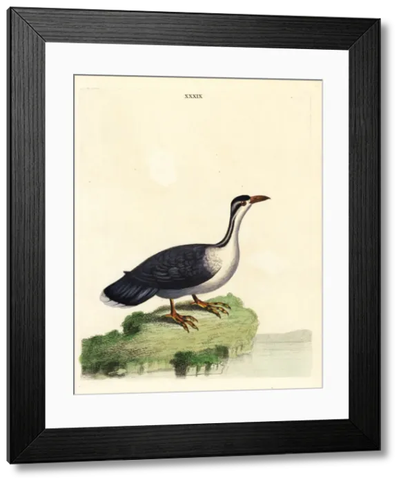 Framed Print : North American black tern, Chlidonias niger surinamensis Framed Print : North American black tern, Chlidonias niger surinamensis