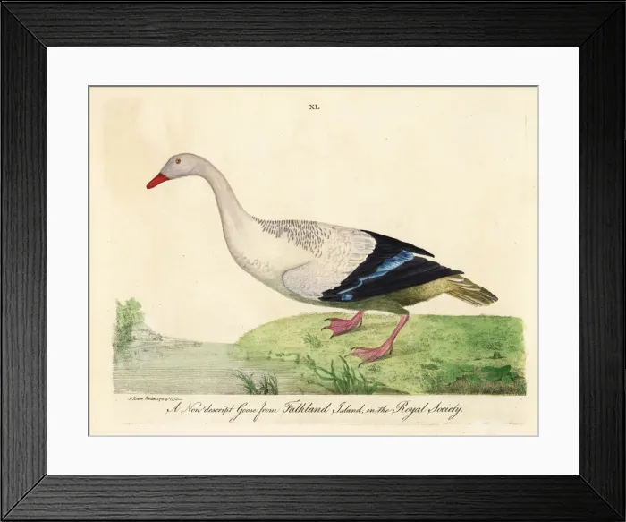 Framed Print : Bar-breasted upland goose, Chloephaga picta leucoptera Framed Print : Bar-breasted upland goose, Chloephaga picta leucoptera