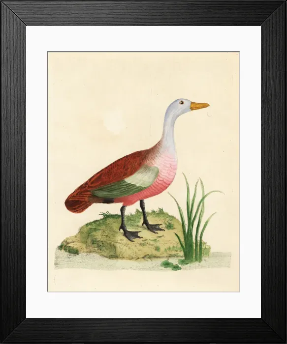 Framed Print : Ruddy shelduck, Tadorna ferruginea, male Framed Print : Ruddy shelduck, Tadorna ferruginea, male
