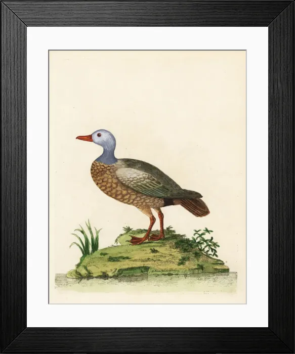 Framed Print : Ruddy shelduck, Tadorna ferruginea Framed Print : Ruddy shelduck, Tadorna ferruginea