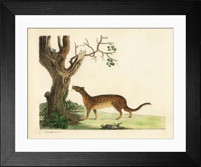 Framed Print : Malagasy civet, Fossa fossana Framed Print : Malagasy civet, Fossa fossana
