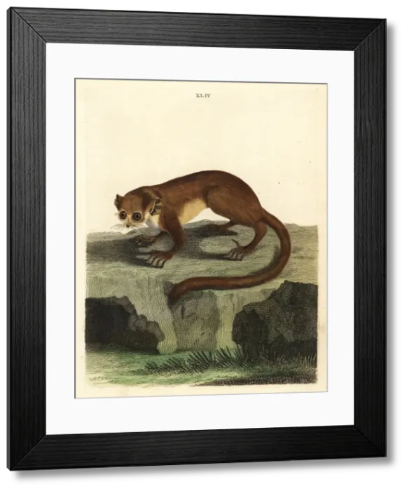Framed Print : Gray mouse lemur, Microcebus murinus Framed Print : Gray mouse lemur, Microcebus murinus