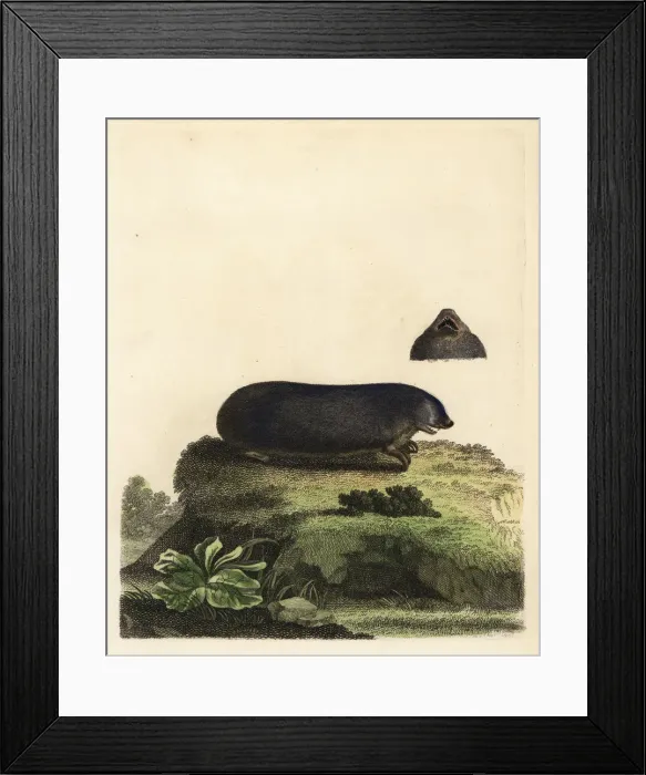 Framed Print : Cape golden mole, Chrysochloris asiatica Framed Print : Cape golden mole, Chrysochloris asiatica