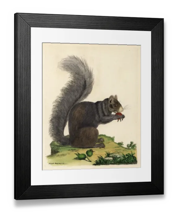 Framed Print : Eastern fox squirrel, Sciurus niger Framed Print : Eastern fox squirrel, Sciurus niger