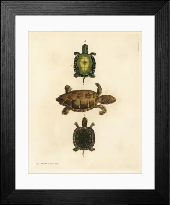 Framed Print : Painted turtle and loggerhead sea turtle (endangered) Framed Print : Painted turtle and loggerhead sea turtle (endangered)
