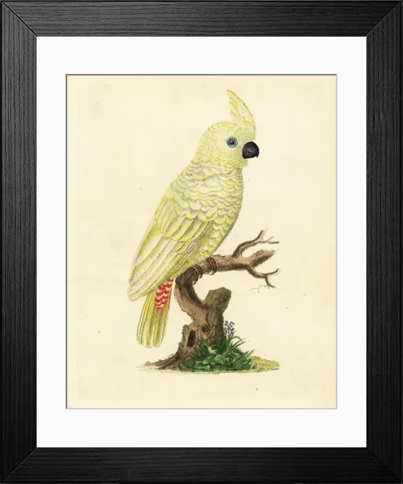Framed Print : Red-vented cockatoo, Cacatua haematuropygia Framed Print : Red-vented cockatoo, Cacatua haematuropygia