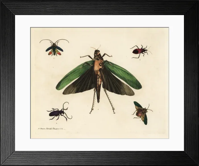Framed Print : Beetles and cricket Framed Print : Beetles and cricket