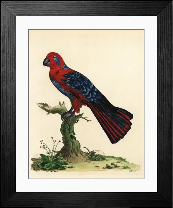 Framed Print : Eclectus parrot, Eclectus roratus, female Framed Print : Eclectus parrot, Eclectus roratus, female