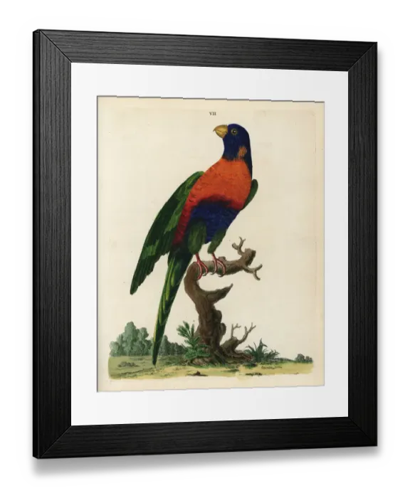 Framed Print : Rainbow lorikeet, Trichoglossus haematodus Framed Print : Rainbow lorikeet, Trichoglossus haematodus