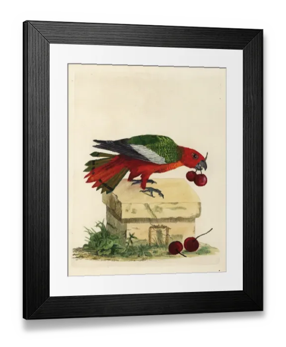 Framed Print : Black-winged parrot, Hapalopsittaca melanotis Framed Print : Black-winged parrot, Hapalopsittaca melanotis
