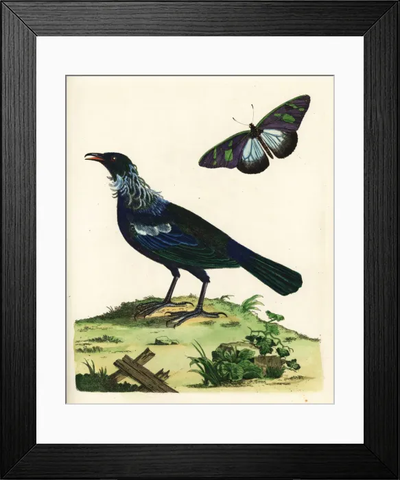 Framed Print : Tui, Prosthemadera novaeseelandiae, and butterfly Framed Print : Tui, Prosthemadera novaeseelandiae, and butterfly
