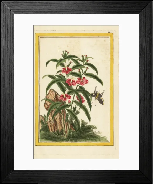 Framed Print : Chinese hollyhock, Malva alcea Framed Print : Chinese hollyhock, Malva alcea