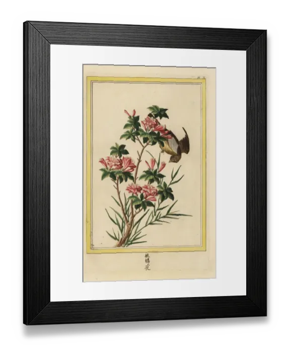 Framed Print : Azalea, Rhododendron indica Framed Print : Azalea, Rhododendron indica