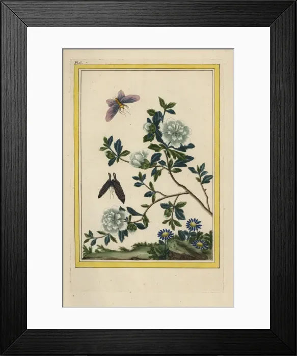 Framed Print : Rose mallow, Hibiscus syriacus Framed Print : Rose mallow, Hibiscus syriacus