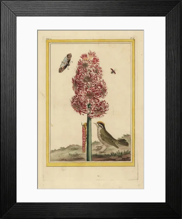 Framed Print : Hyacinth hybrid, Hyacinthus orientalis Framed Print : Hyacinth hybrid, Hyacinthus orientalis