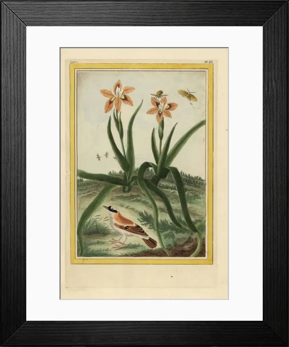 Framed Print : Leopard lily, Iris domestica Framed Print : Leopard lily, Iris domestica