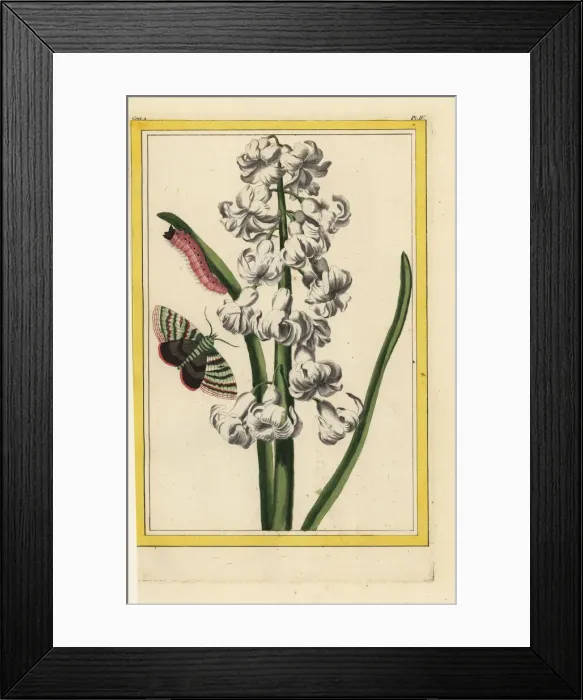 Framed Print : Hyacinth hybrid, Hyacinthus orientalis Framed Print : Hyacinth hybrid, Hyacinthus orientalis