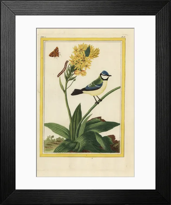 Framed Print : Sun star, Ornithogalum dubium Framed Print : Sun star, Ornithogalum dubium
