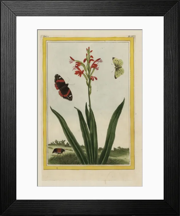 Framed Print : Rooipypie, Antholyza cunonia Framed Print : Rooipypie, Antholyza cunonia