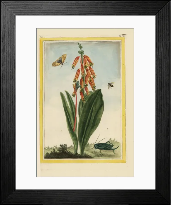 Framed Print : Colicroot, Aletris species Framed Print : Colicroot, Aletris species