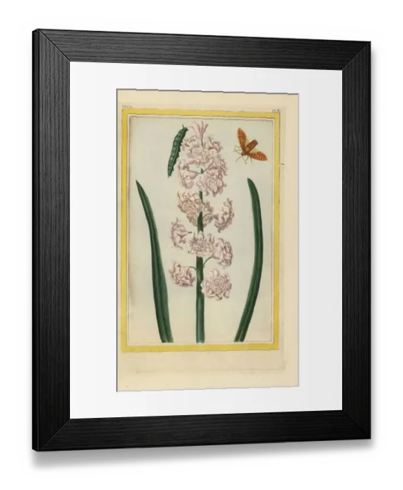 Framed Print : Hyacinth hybrid, Hyacinthus orientalis Framed Print : Hyacinth hybrid, Hyacinthus orientalis