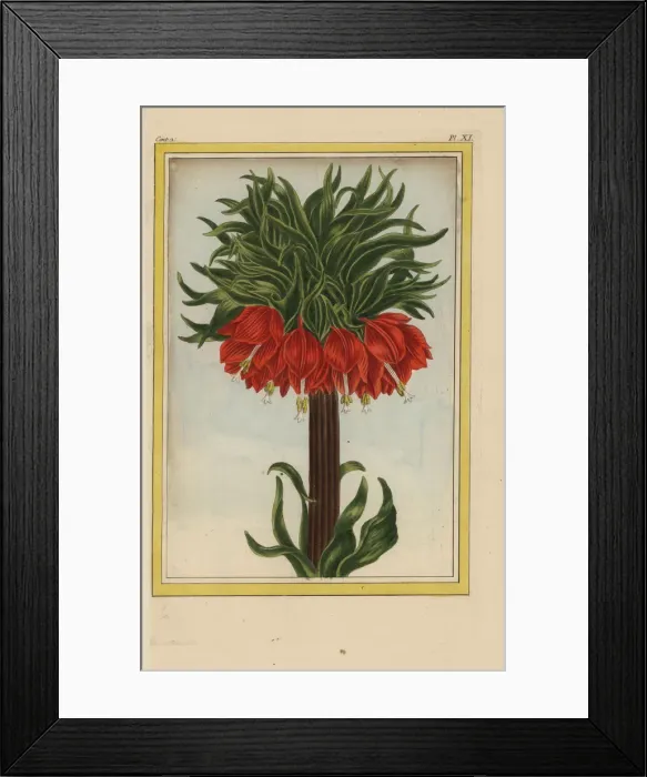 Framed Print : Crown imperial, Fritillaria imperialis Framed Print : Crown imperial, Fritillaria imperialis