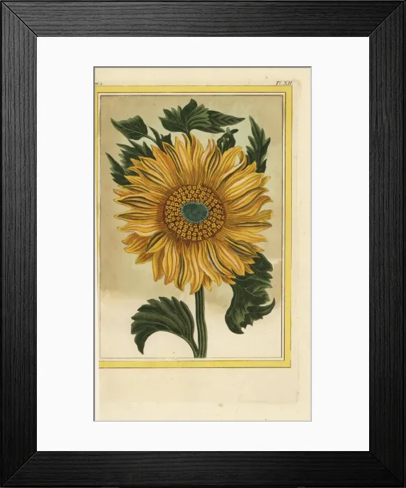 Framed Print : Helianthus annuus, common sunflower Framed Print : Helianthus annuus, common sunflower