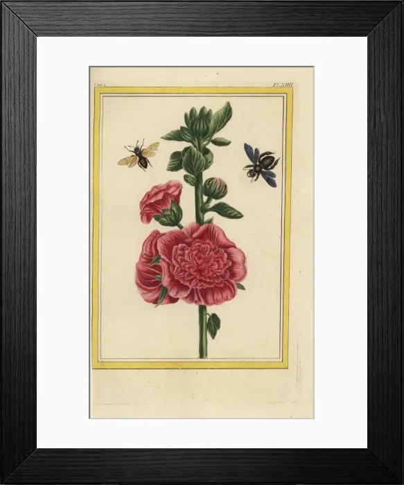 Framed Print : Hollyhock, Alcea rosea Framed Print : Hollyhock, Alcea rosea