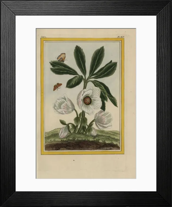 Framed Print : Pink flowered hellebore, Helleborus species Framed Print : Pink flowered hellebore, Helleborus species