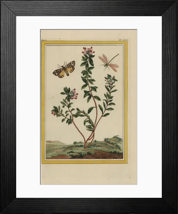 Framed Print : Arbutus unedo, strawberry tree Framed Print : Arbutus unedo, strawberry tree