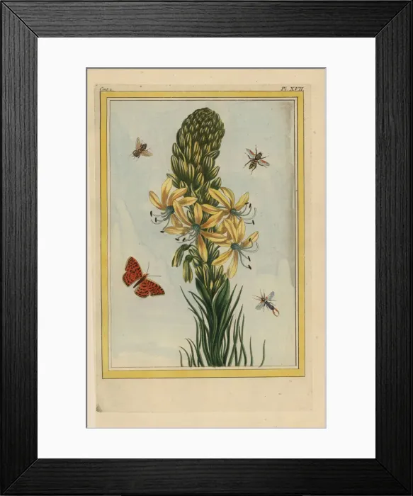 Framed Print : Kings spear or yellow asphodel, Asphodeline lutea Framed Print : Kings spear or yellow asphodel, Asphodeline lutea