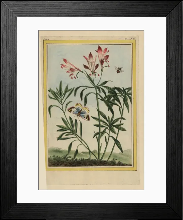Framed Print : Peruvian lily or lily of the Incas, Alstroemeria pulchella Framed Print : Peruvian lily or lily of the Incas, Alstroemeria pulchella