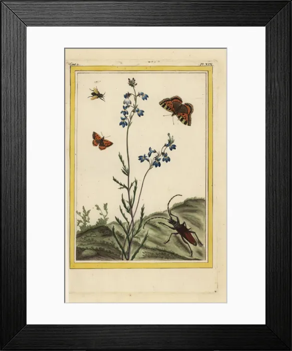 Framed Print : Great blue lobelia, Lobelia siphilitica Framed Print : Great blue lobelia, Lobelia siphilitica