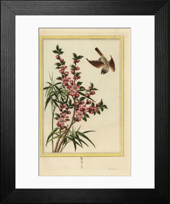 Framed Print : Peach blossom, Prunus persica Framed Print : Peach blossom, Prunus persica