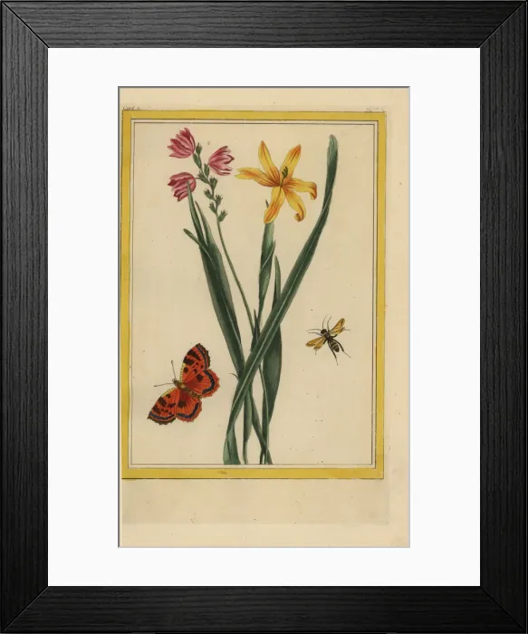 Framed Print : Corn lily, Ixia species Framed Print : Corn lily, Ixia species