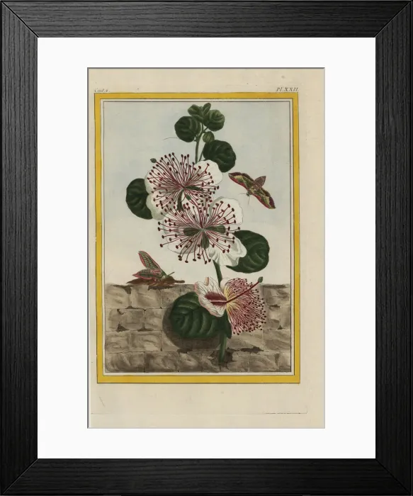 Framed Print : Caper bush, Capparis spinosa Framed Print : Caper bush, Capparis spinosa