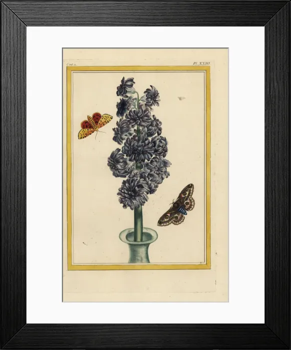 Framed Print : Hyacinth hybrid, Hyacinthus orientalis, in vase with moths Framed Print : Hyacinth hybrid, Hyacinthus orientalis, in vase with moths