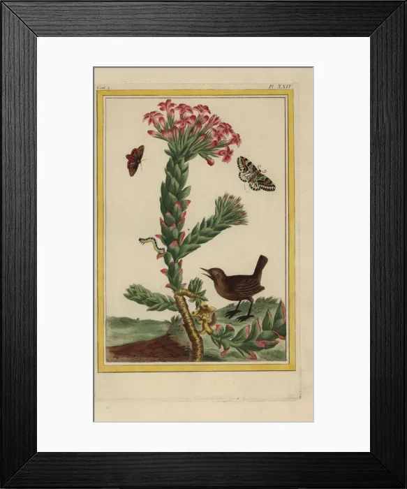 Framed Print : Jade plant, Crassula ovata Framed Print : Jade plant, Crassula ovata