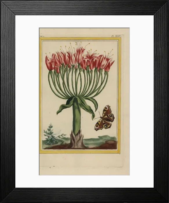 Framed Print : Brunswick lily or chandelier flower, Brunsvigia multiflora Framed Print : Brunswick lily or chandelier flower, Brunsvigia multiflora