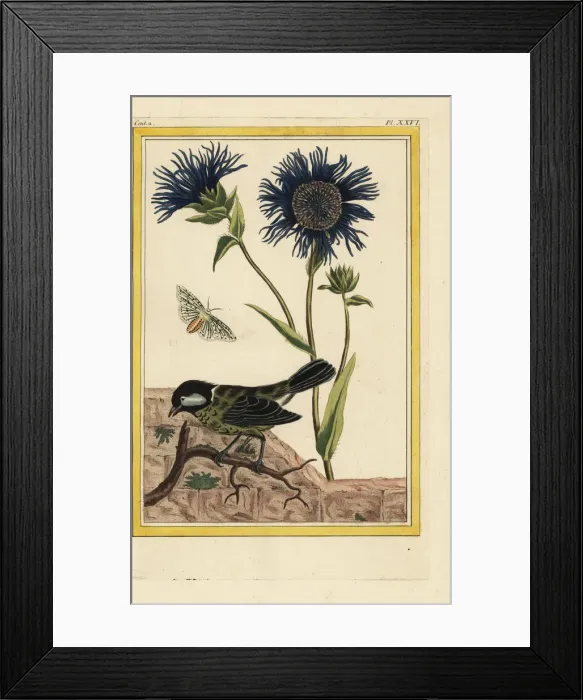 Framed Print : Blue safflower, Carthamus caeruleus Framed Print : Blue safflower, Carthamus caeruleus