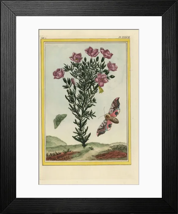 Framed Print : Centaury, Centaurium erythraea with eyed sphinx Framed Print : Centaury, Centaurium erythraea with eyed sphinx