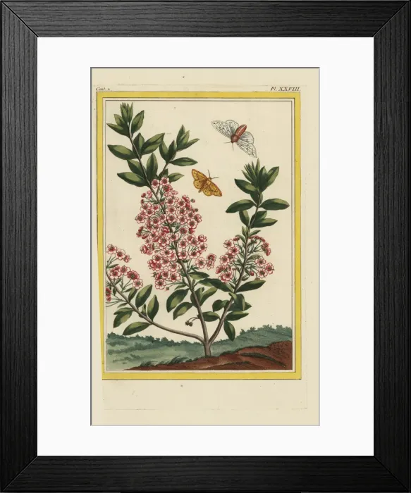 Framed Print : Mountain laurel, Kalmia latifolia Framed Print : Mountain laurel, Kalmia latifolia