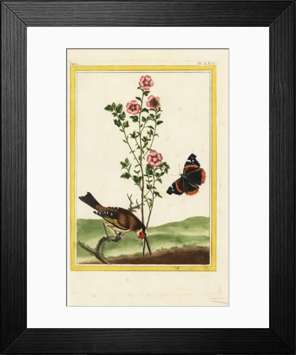 Framed Print : Mulukhiyah or jute, Corchorus olitorius Framed Print : Mulukhiyah or jute, Corchorus olitorius